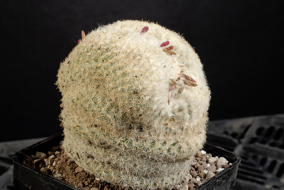 Ephitelanta micromeris crestata 8 cm 100.00 €.jpg